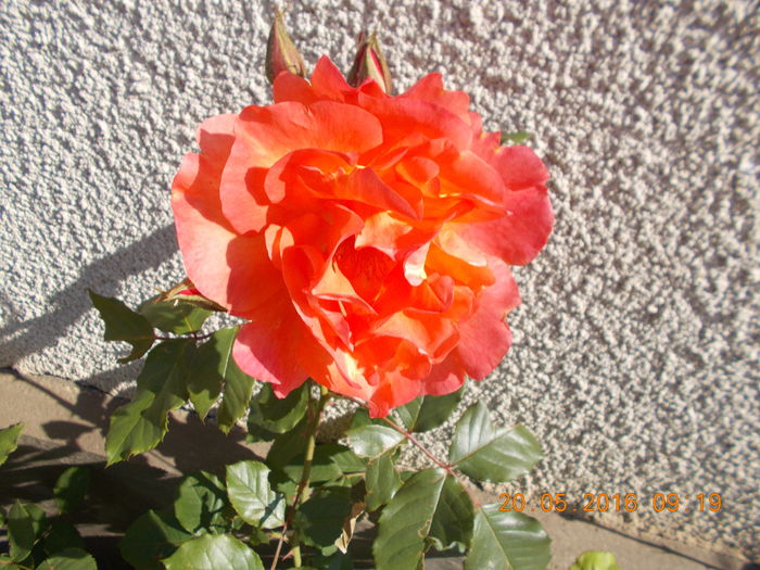 westerland