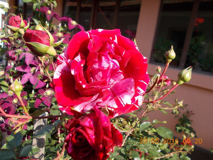 deep impretion - TRANDAFIRI 2016