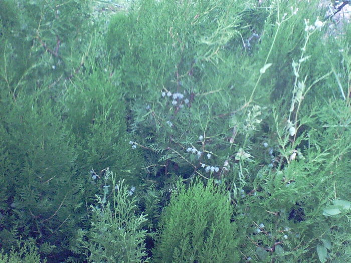 SUNP0008 - inmultire conifere si flori