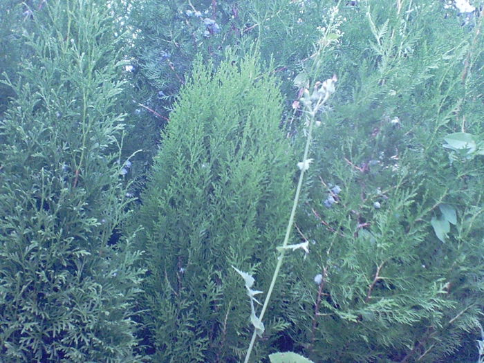 SUNP0009 - inmultire conifere si flori