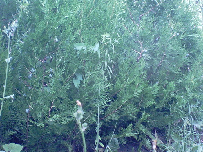 SUNP0010 - inmultire conifere si flori