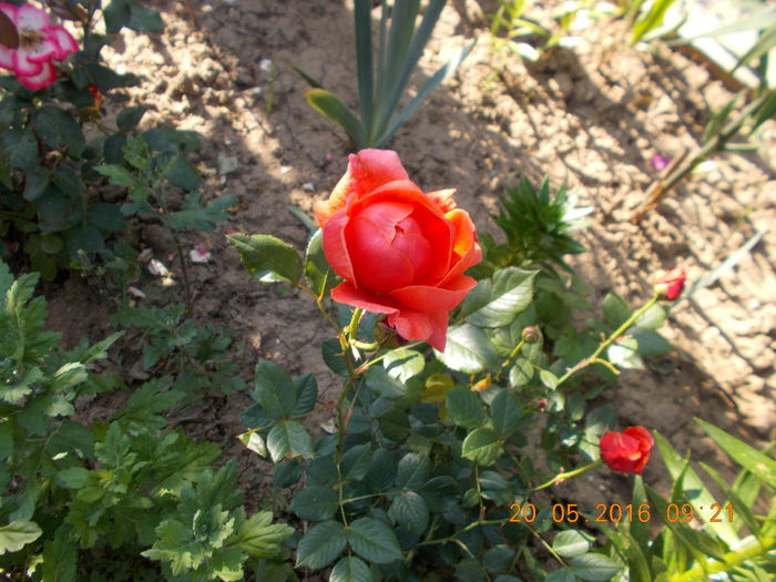 summer song - TRANDAFIRI 2016