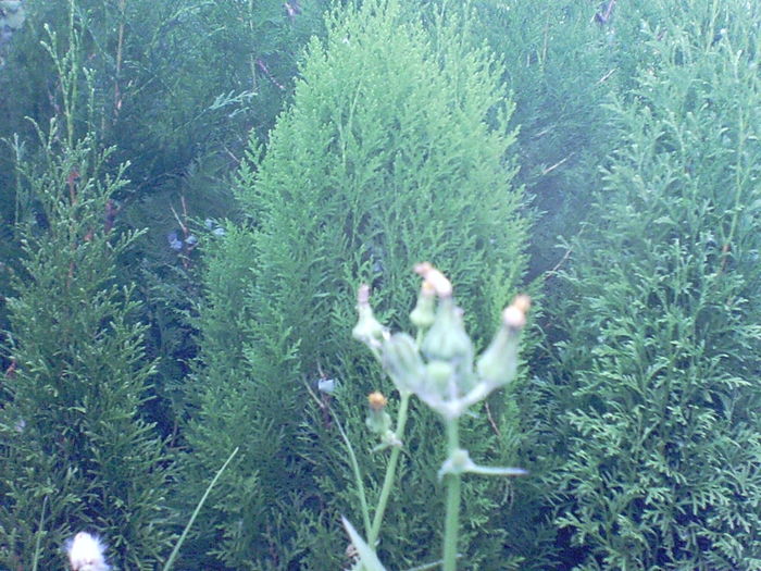 SUNP0011 - inmultire conifere si flori