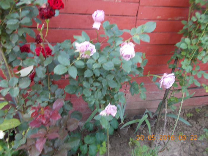 indigoletta - TRANDAFIRI 2016