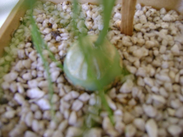 Bowiea volubilis