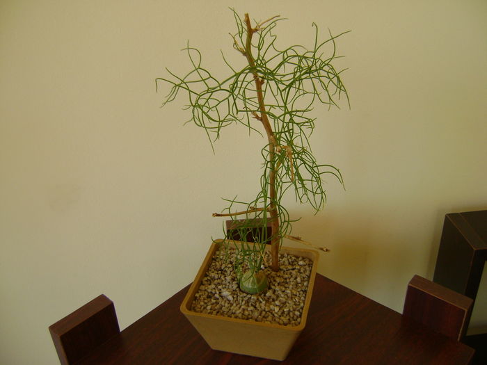 Bowiea volubilis