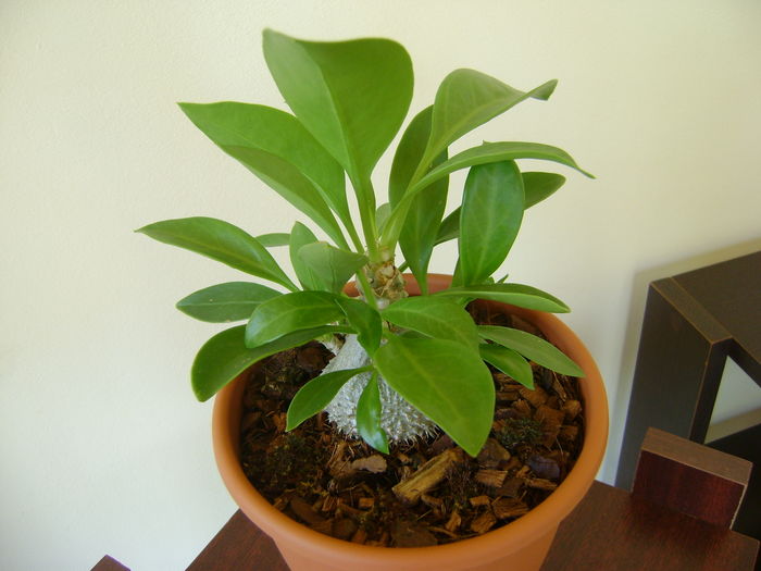 Myrmecodia beccarii