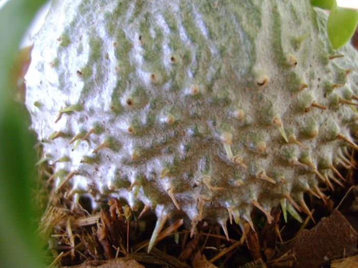Myrmecodia beccarii, detaliu