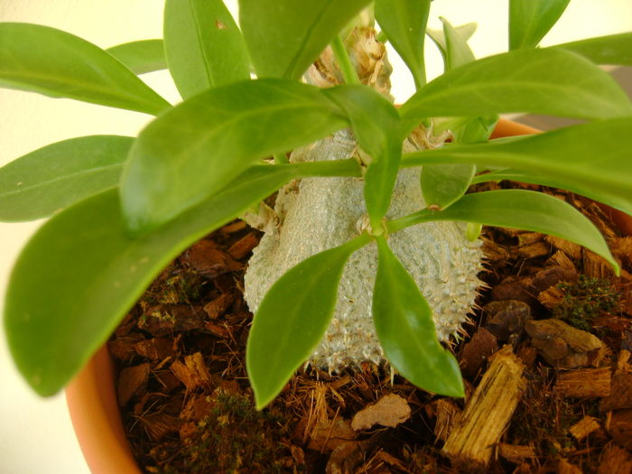 Myrmecodia beccarii