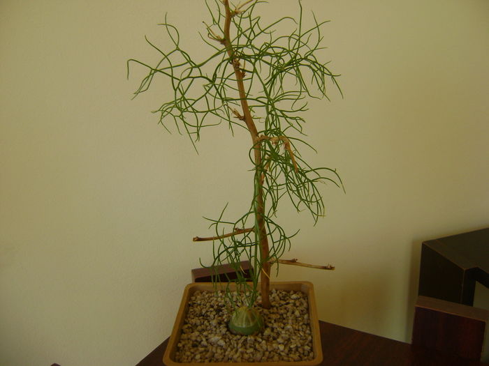 Bowiea volubilis