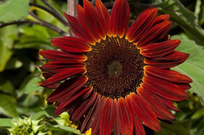 MoulinRouge sunflower - Semi girasole rosso