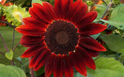 red_sunflower 2 - Semi girasole rosso