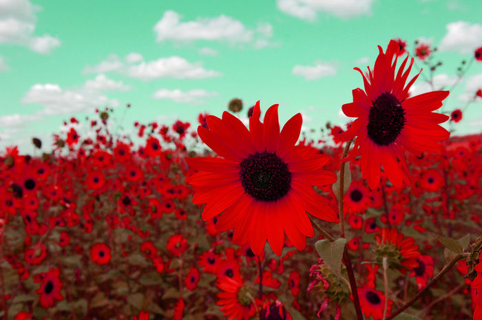 red-sunflower