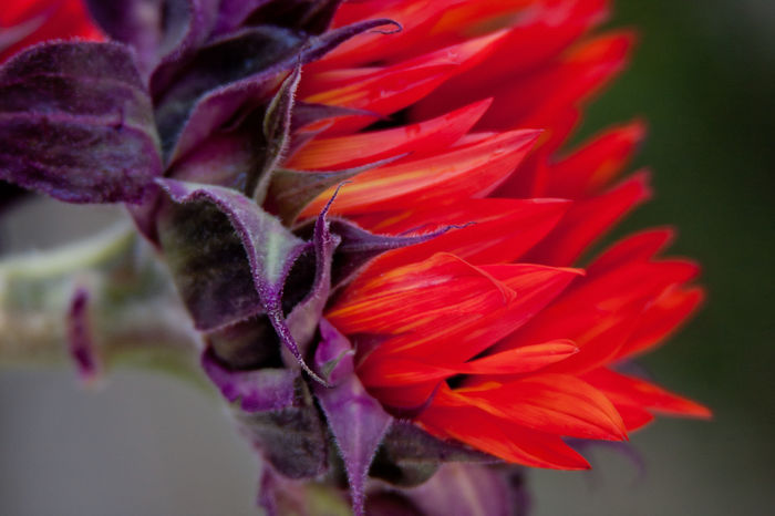 sunflower-orange - Semi girasole rosso