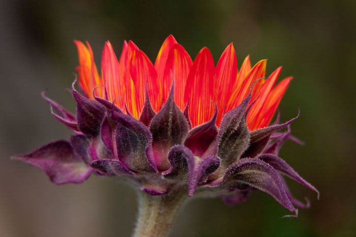 sunflower-orange-2 - Semi girasole rosso