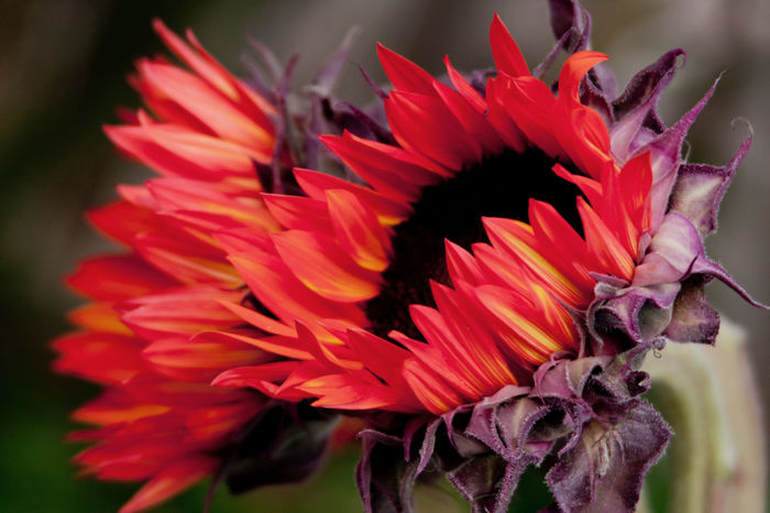 sunflowers-orange-5 - Semi girasole rosso