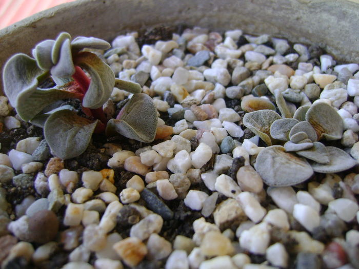 Crassula ‘Morgan’s Beauty’ - Suculente 2016