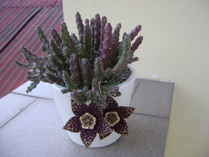 Stapelia variegata - Stapeliade 2016