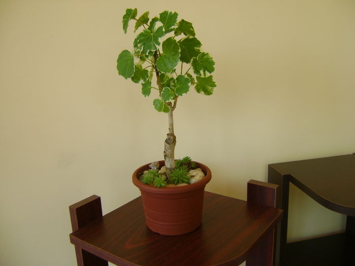 Polyscias scutellaria - Bonsai si prebonsai 2016-2017