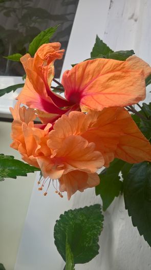 WP_20160724_16_31_31_Pro - Hibiscus El Capitolio Orange