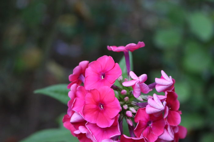 Red Riding Hood - Phlox