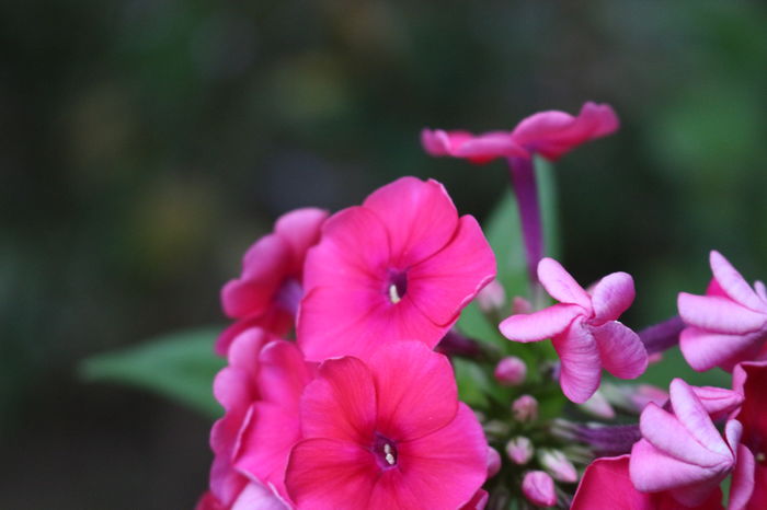 Red Riding Hood - Phlox