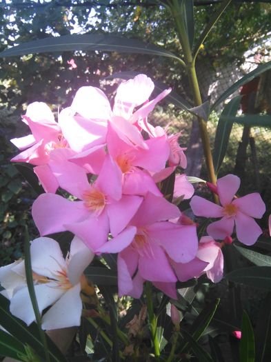 Somon cu floare mare