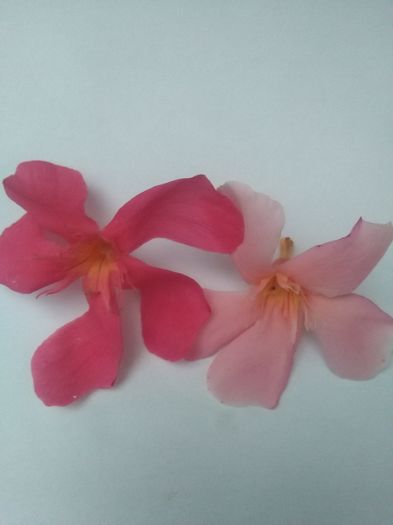 Nr. 12 si somon - A-Flori 2016