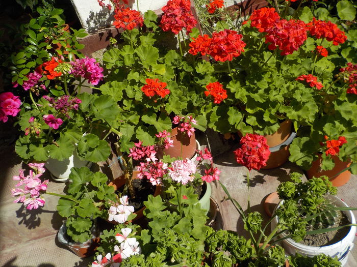 DSCN0916[1] - Florile mele