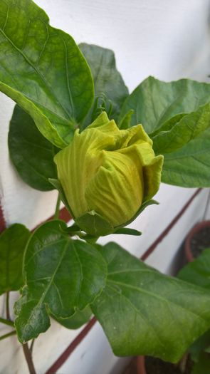 WP_20160724_17_15_27_Pro - Hibiscus Fruitango