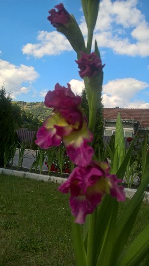 WP_20160724_16_29_04_Pro - Gladiole 2016