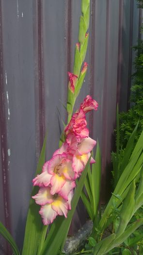 WP_20160724_16_28_30_Pro - Gladiole 2016