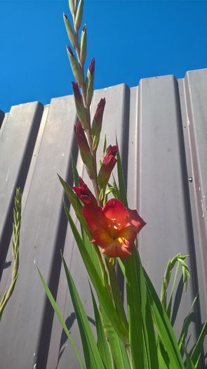 WP_20160724_16_28_18_Pro - Gladiole 2016