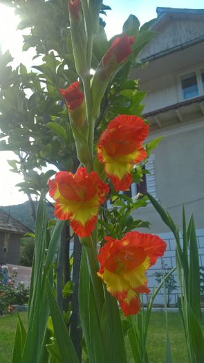 WP_20160724_16_29_17_Pro - Gladiole 2016