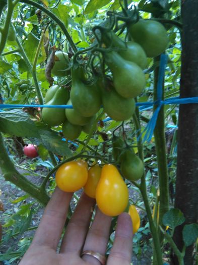 Cherry galbene
