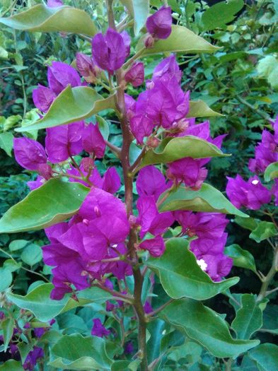 bougainvillea ciclam