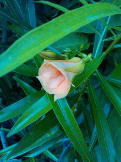 thevetia peruviana - Flori 2016