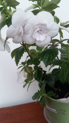 20160720_120240 - Double Picotee Rose