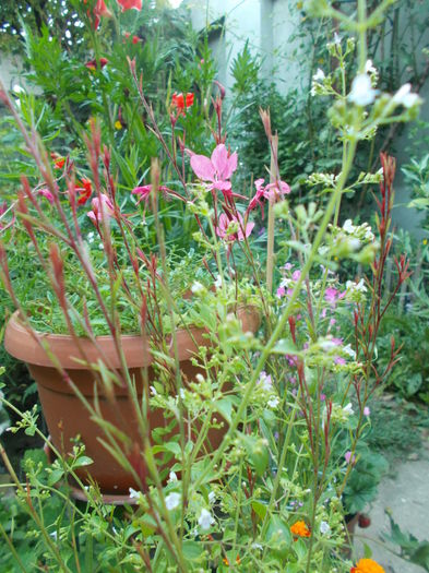 DSCN5690 - Gradina mea 2016