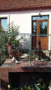 received_631006767074700