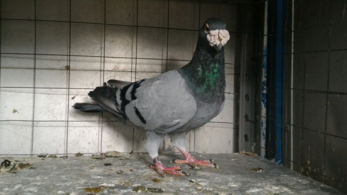 M 2014 - Voiajori Italiani de Frumusete