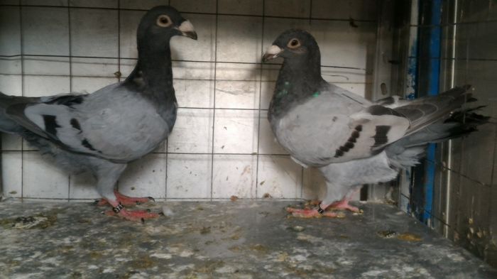 P_20160724_193430 - Voiajori Italiani de Frumusete