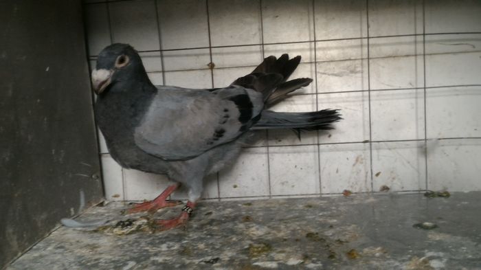 P_20160724_193047 - Voiajori Italiani de Frumusete