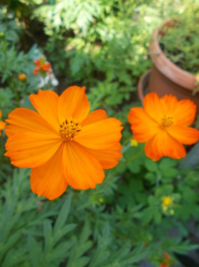 DSCN5719 - Gradina mea 2016