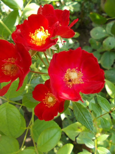 DSCN5721 - Gradina mea 2016