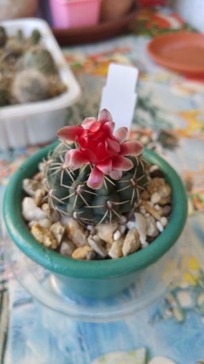 Gymnocalycium baldianum - Cactusi si Suculente