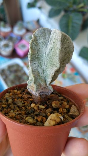 astrophytum myriostigma habitat