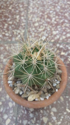 Thelocactus bicolor ssp. flavispinus - Cactusi si Suculente