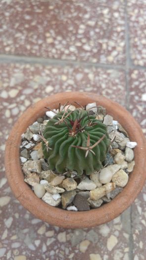 Echinofossulocactus Lamellosus - Cactusi si Suculente