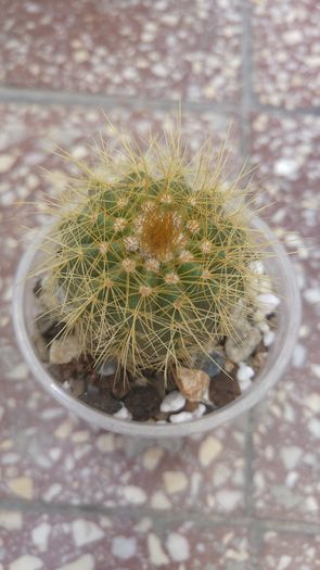 Eriocactus warasii - Cactusi si Suculente